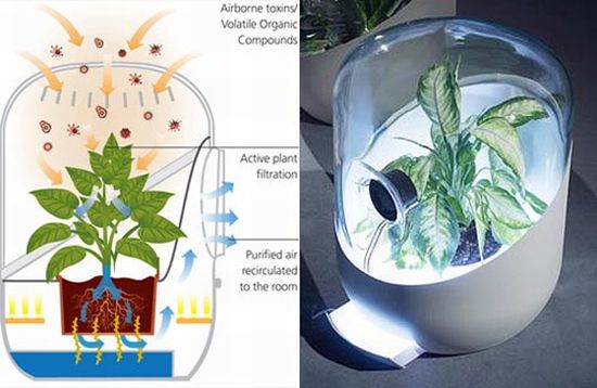 空气净化：绿植吸附