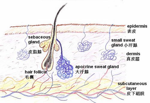 夏季人体皮肤出汗散热