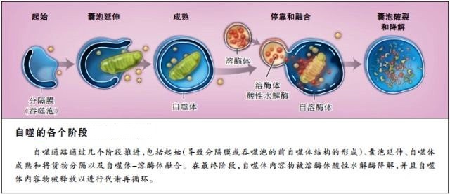 雾霾致病机理